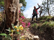 60 Polygala - Falso bosso con erica